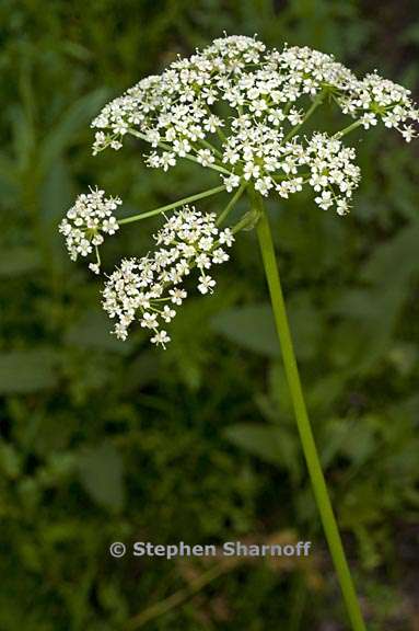 ligusticum grayi 10 graphic